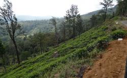 Steep tea plantations